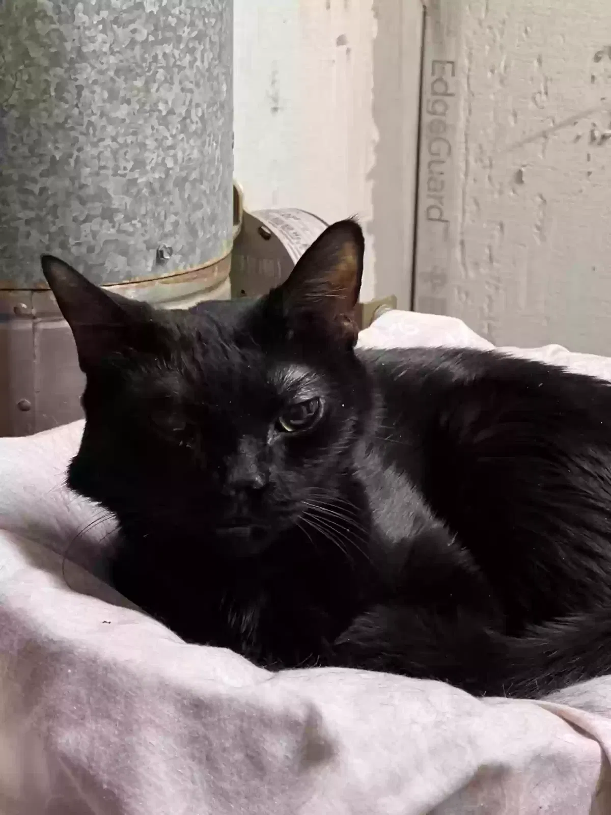 Lost cat in Bronx, NY, 10453