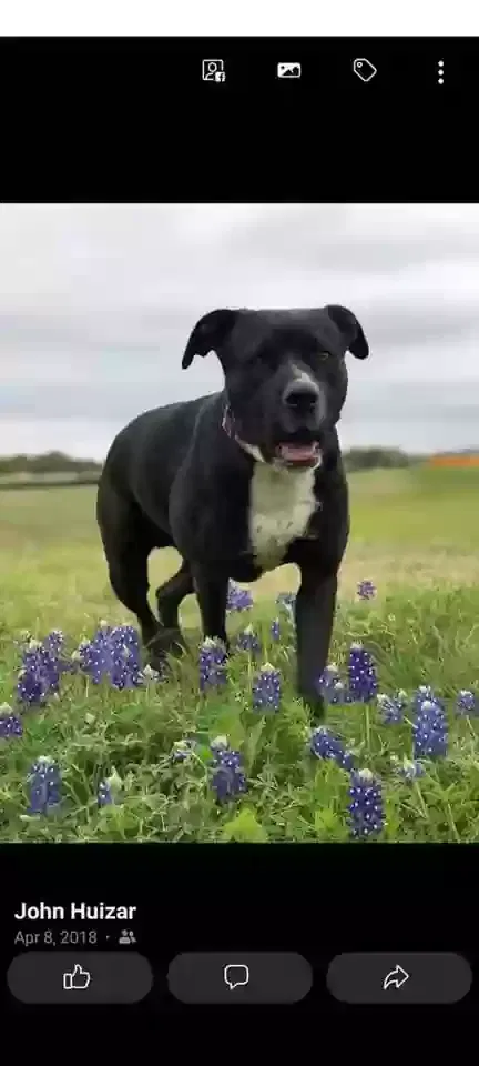 Lost dog in Leander, TX, 78641
