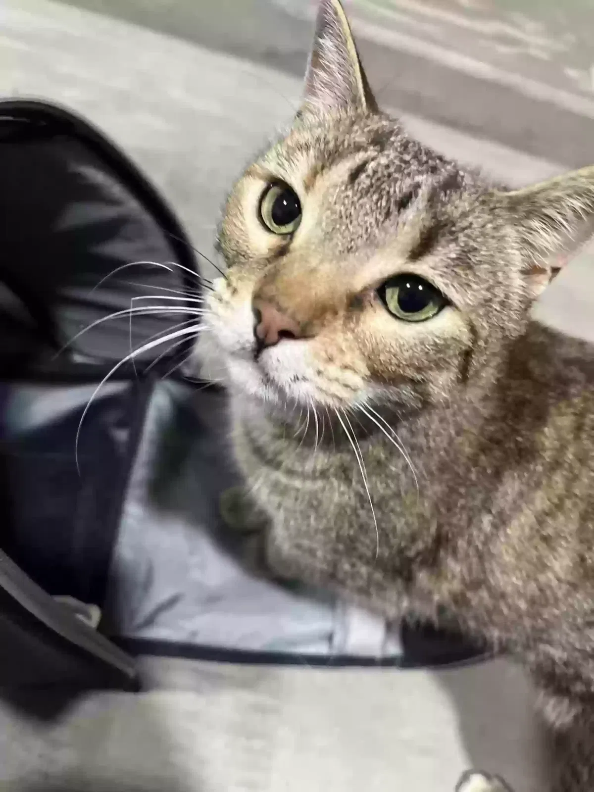 Found cat in Peoria, AZ, 85345
