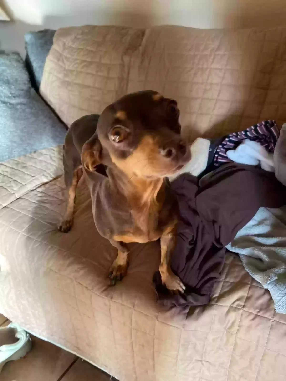 Lost dog in Rio Rancho, NM, 87144