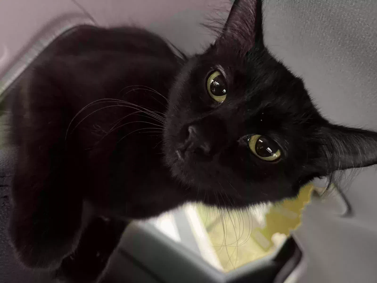 Lost cat in Lehigh Acres, FL, 33936