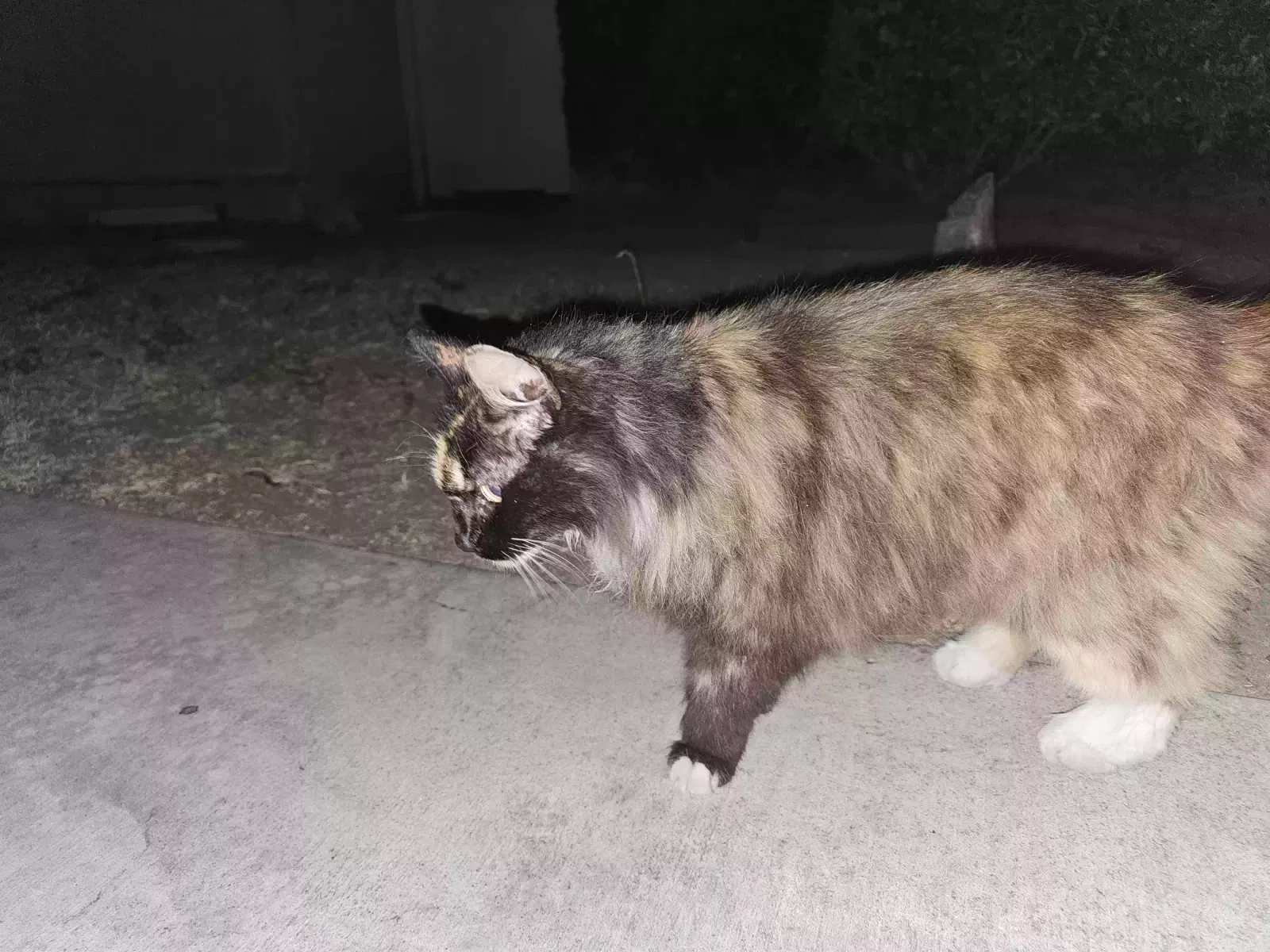 Found cat in Costa Mesa, CA, 92627