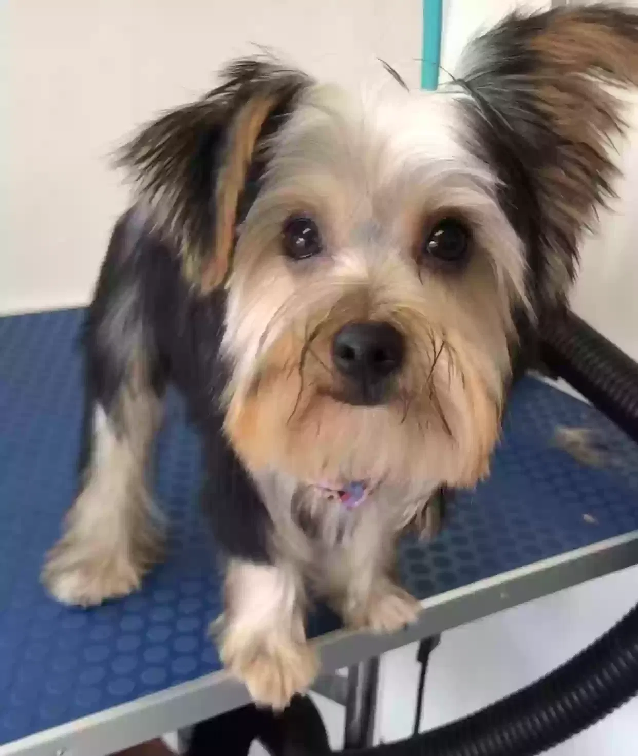 Lost dog in Inglewood, CA, 90304