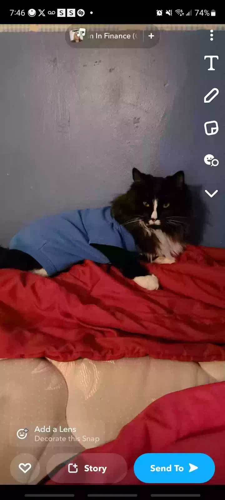 Lost cat in Deltona, FL, 32725