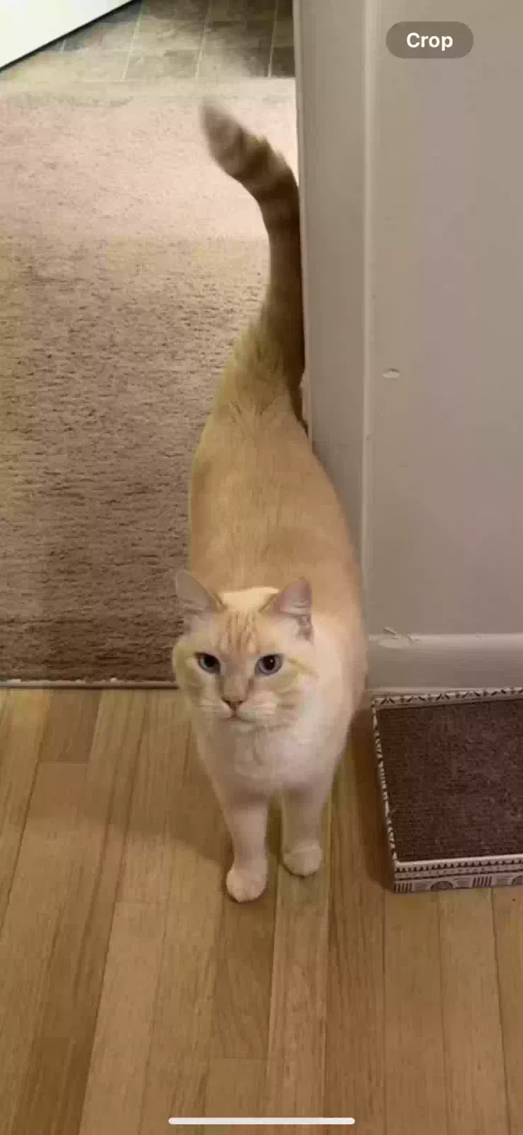 Lost cat in Tacoma, WA, 98466
