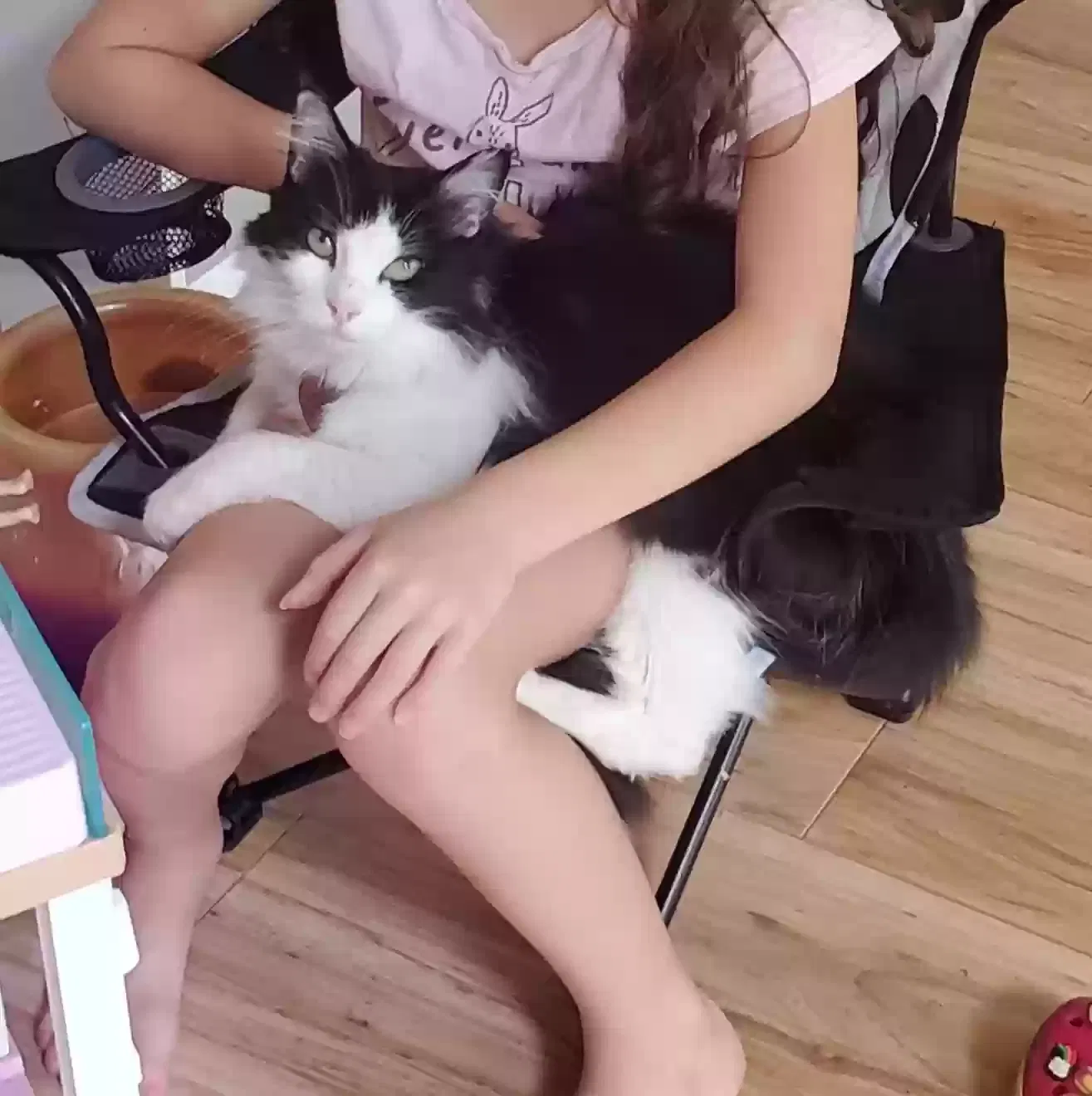 Lost cat in Charlotte, NC, 28277