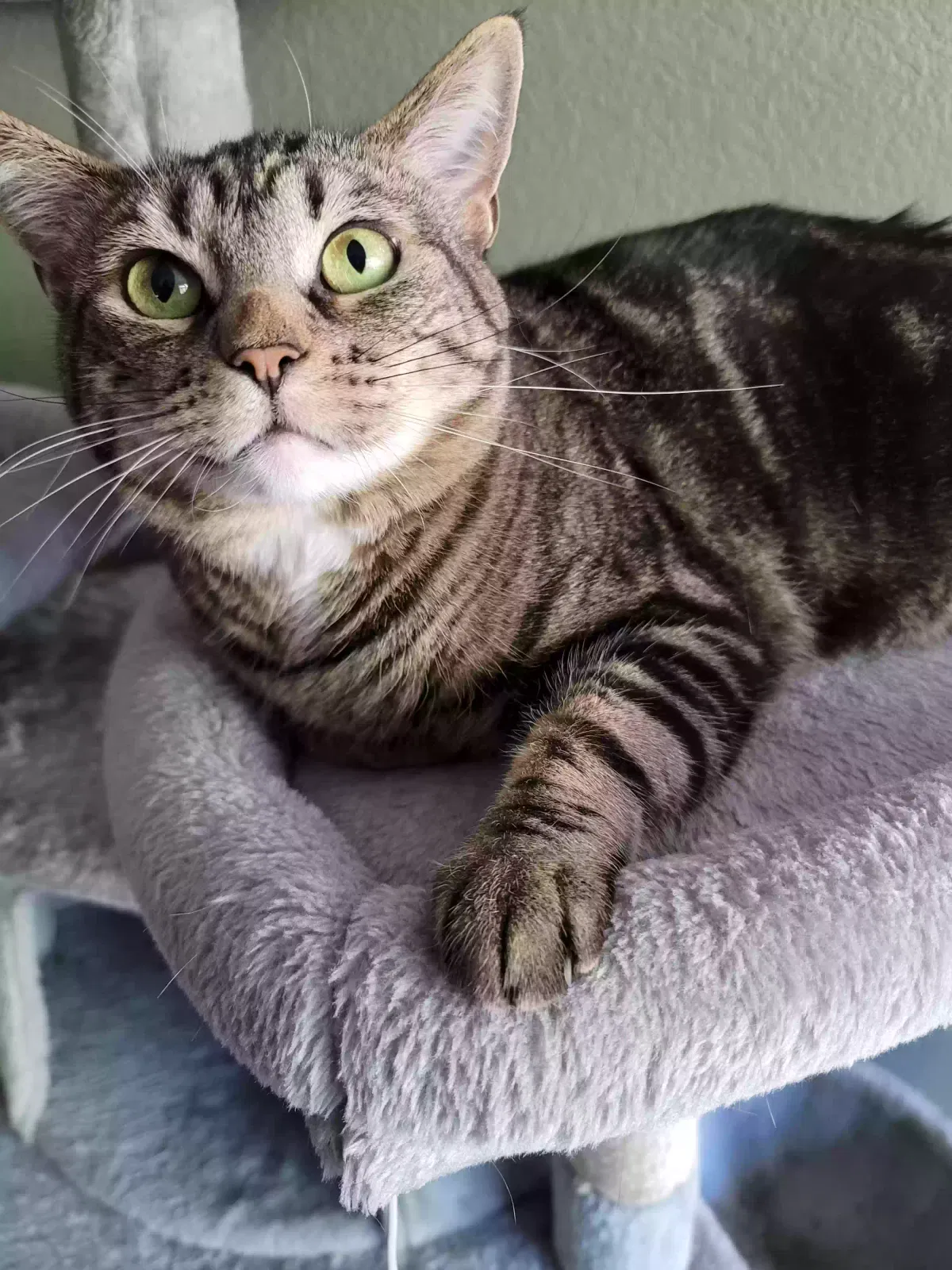 Lost cat in Chula Vista, CA, 91910