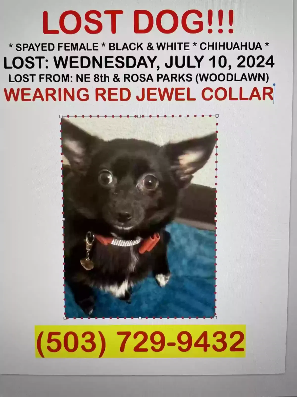 Lost dog in Portland, OR, 97211