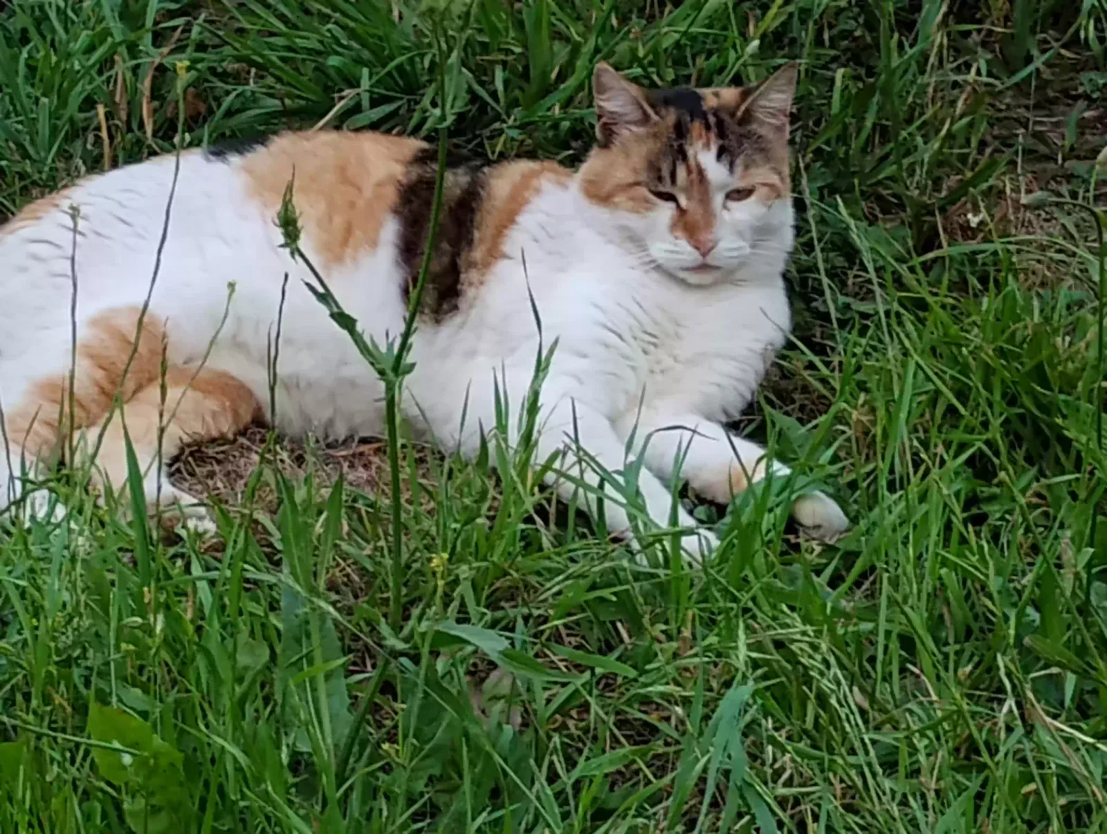 Lost cat in Newberg, OR, 97132