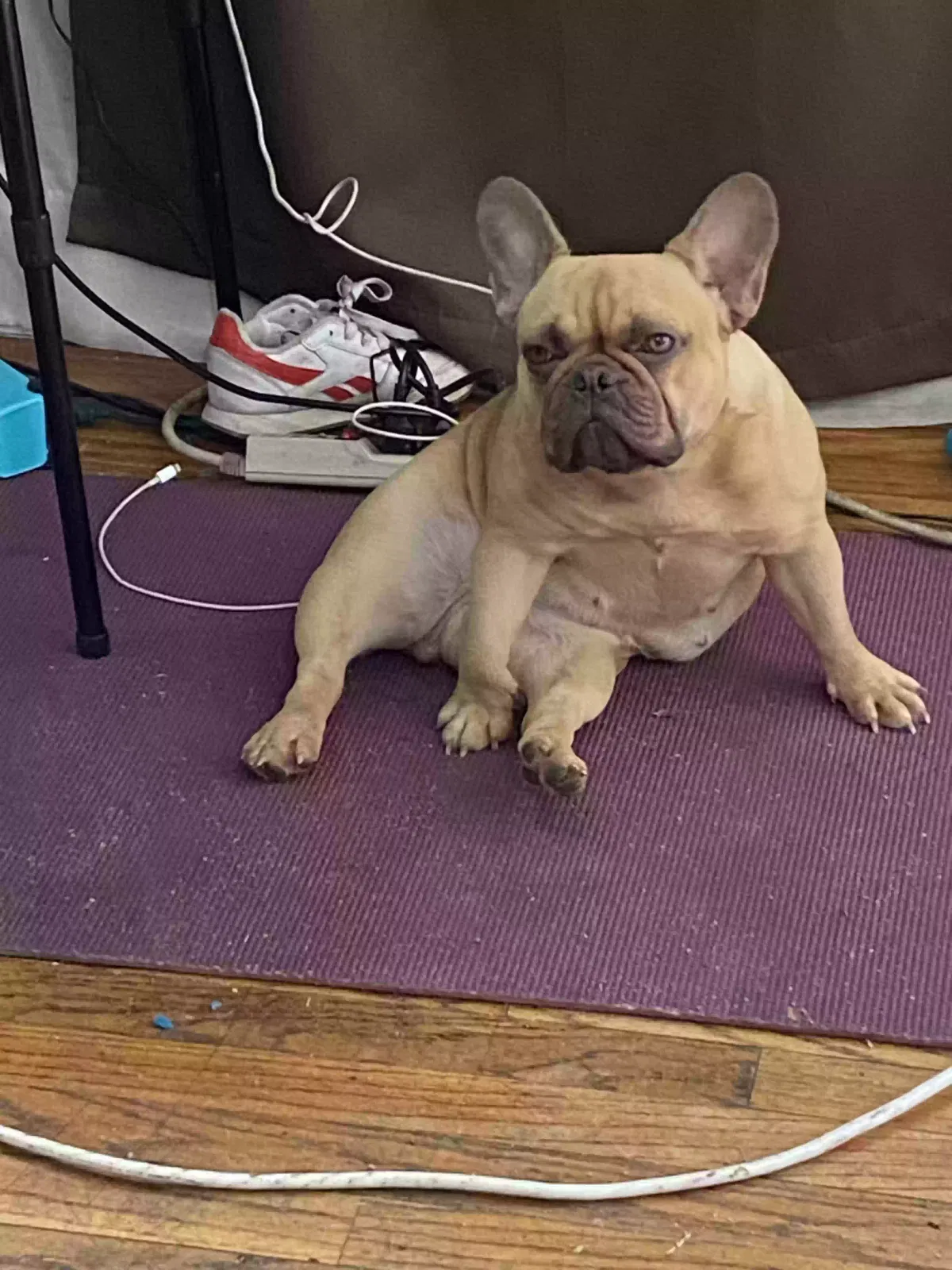 Lost dog in Wichita, KS, 67208