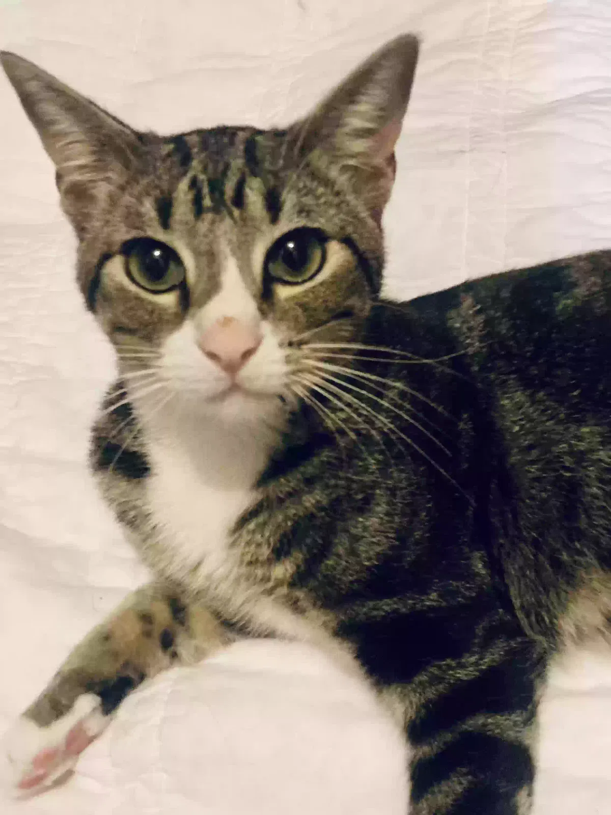 Lost cat in Roswell, GA, 30076