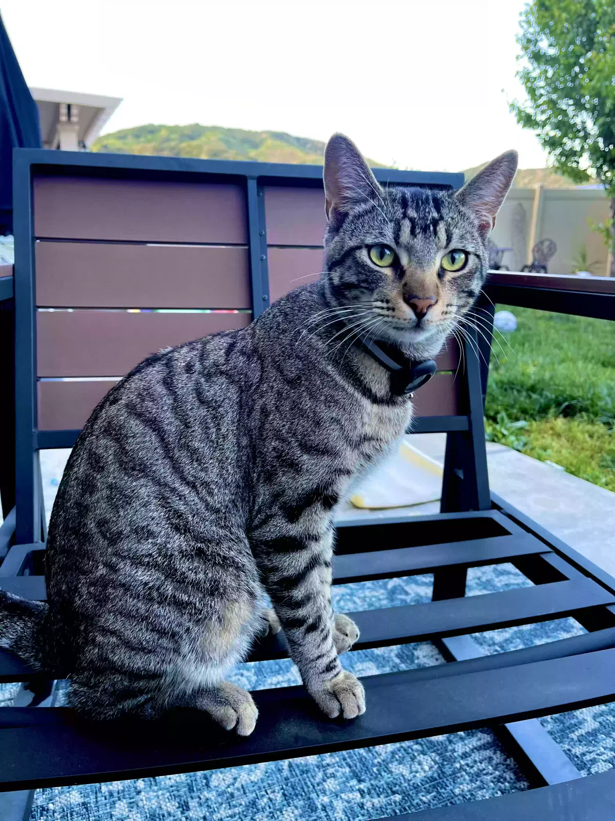Lost cat in San Bernardino, CA, 92407