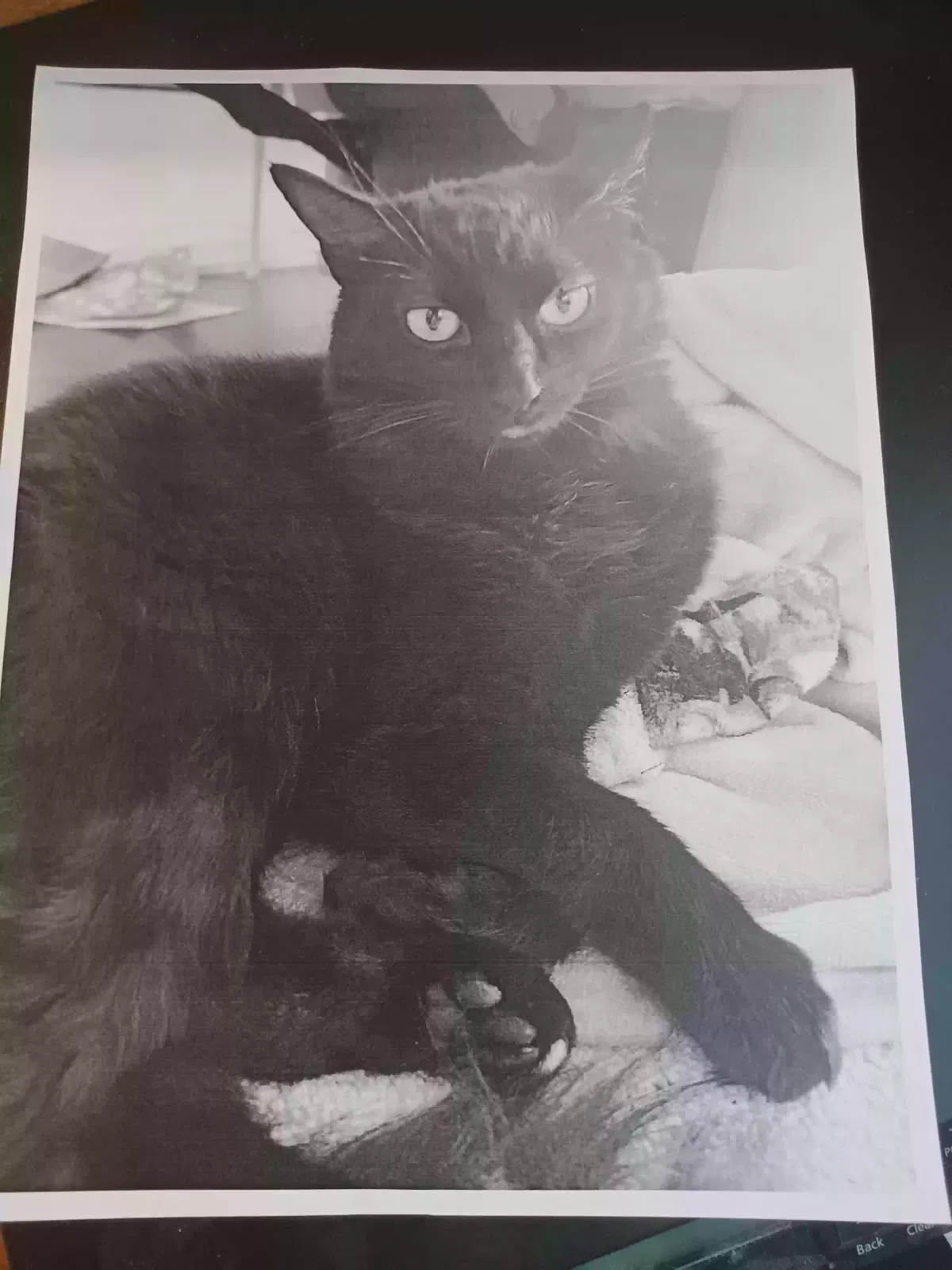 Lost cat in Rocklin, CA, 95677