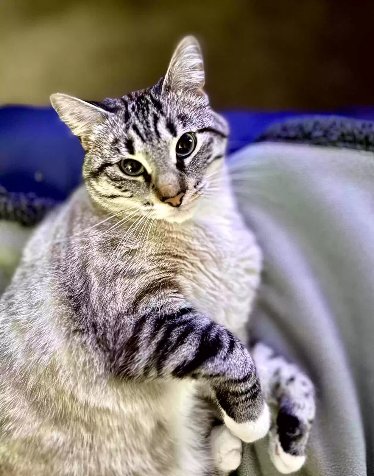 Lost cat in Fort Worth, TX, 76179