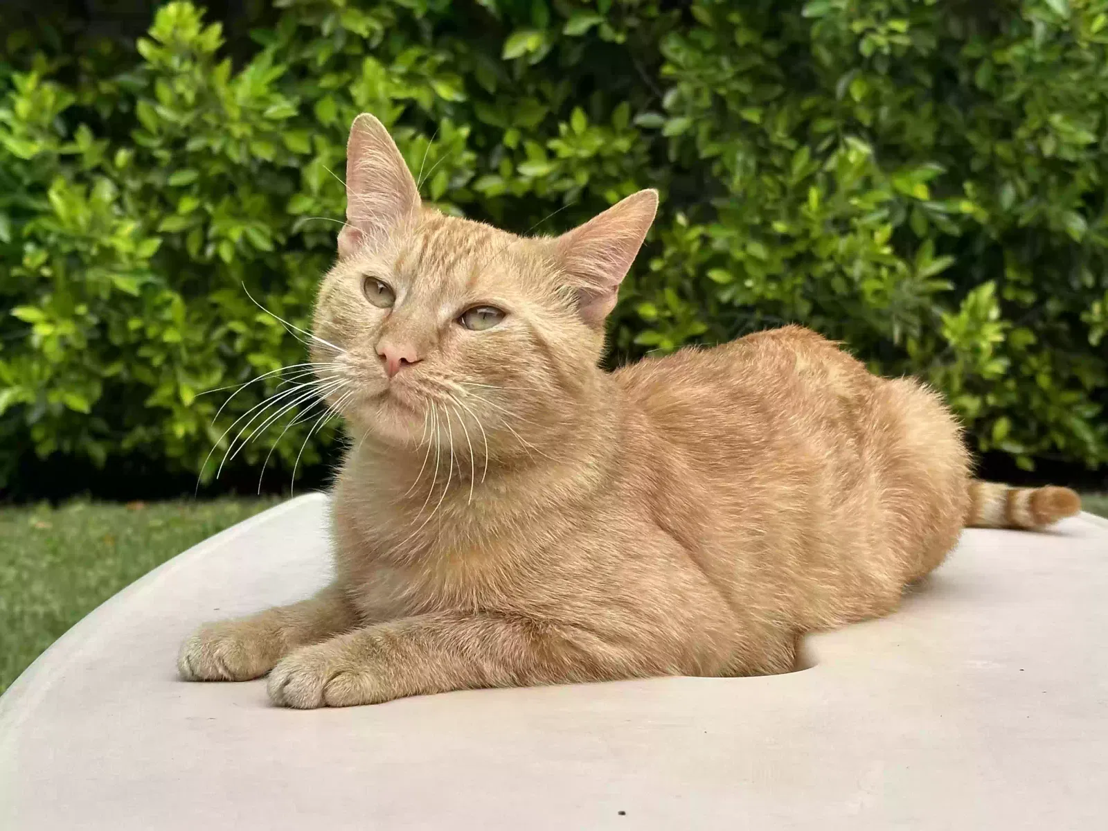 Lost cat in Canoga Park, CA, 91303