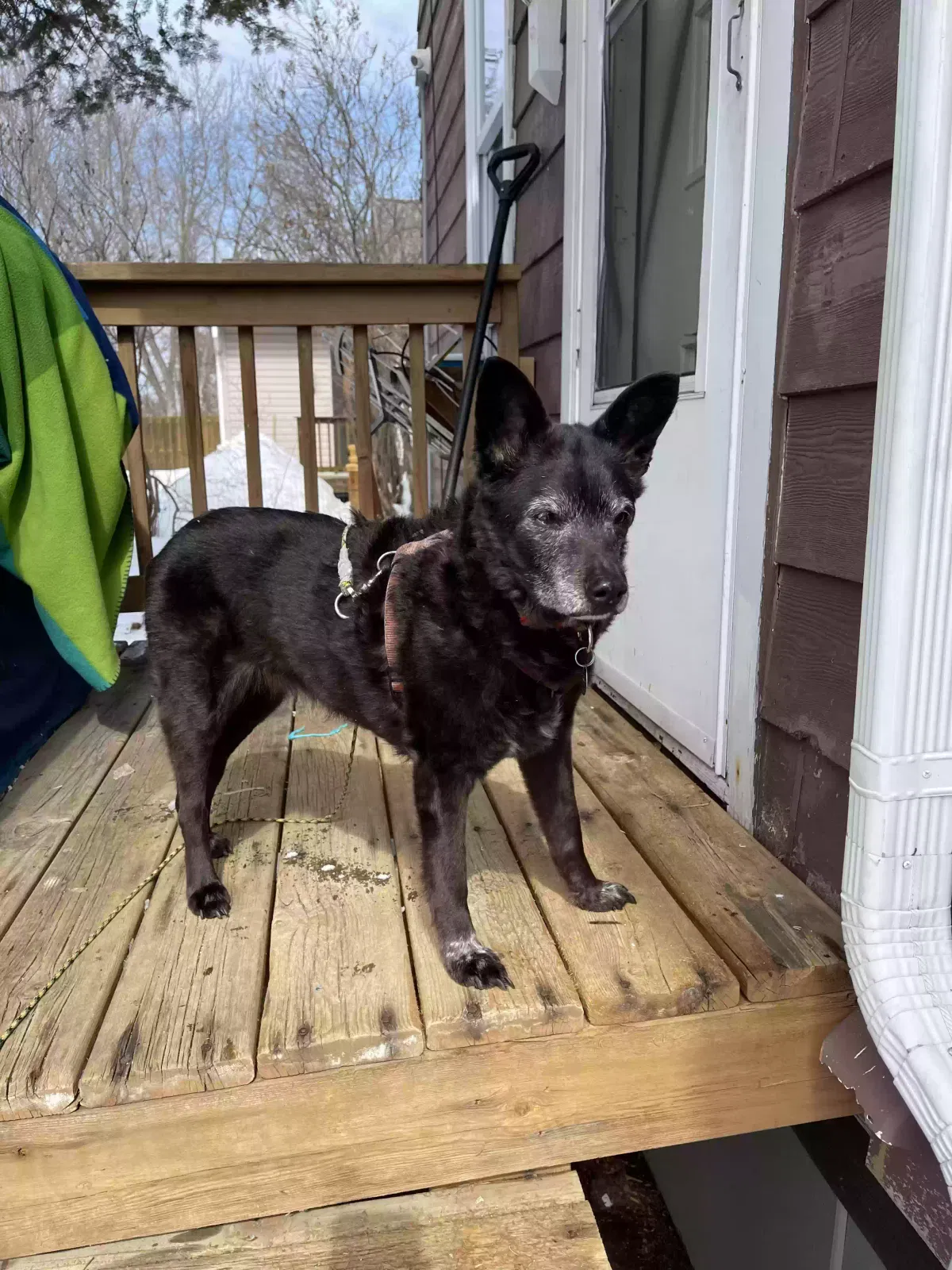 Lost dog in Morris, MN, 56267