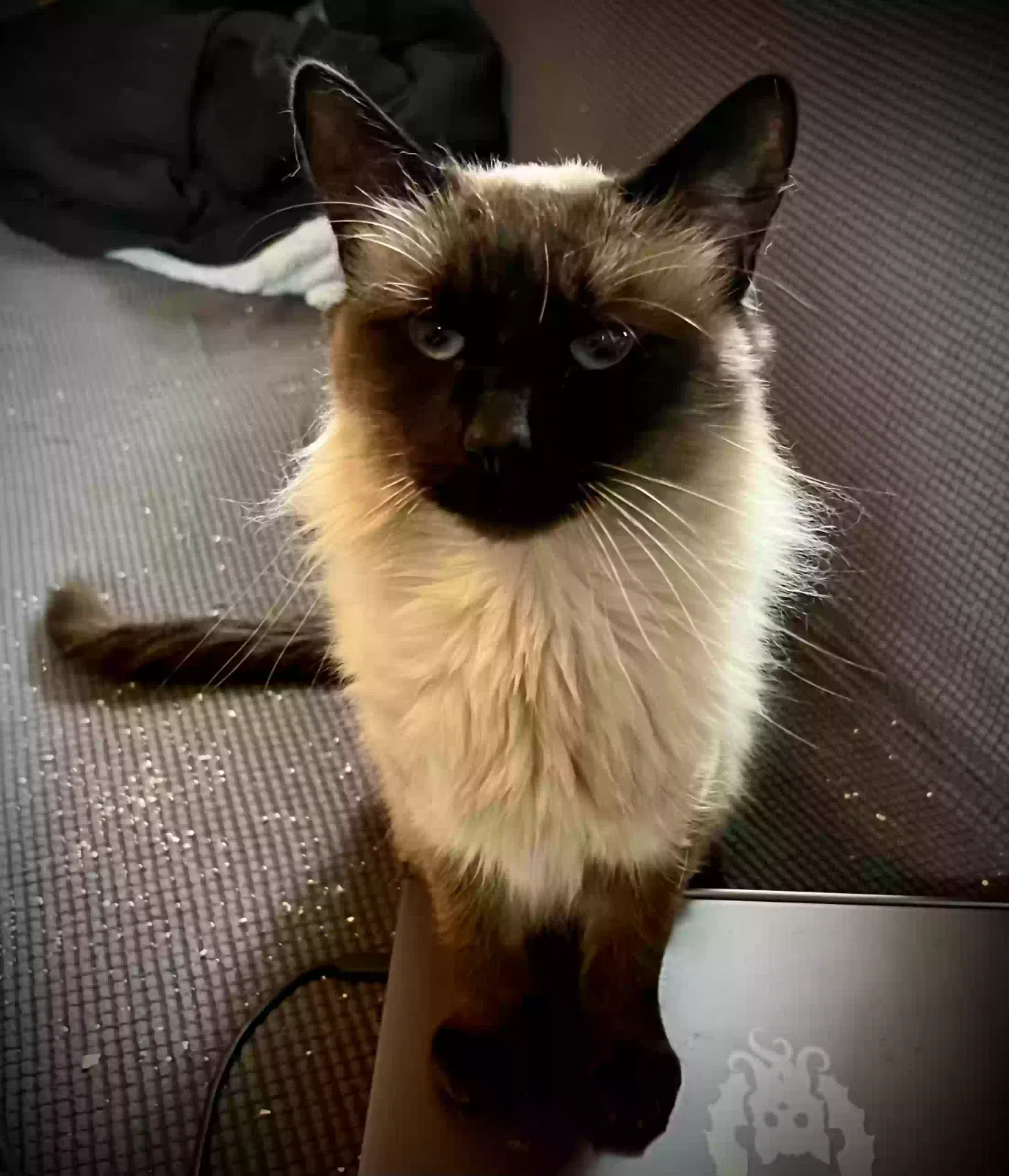 Lost cat in Salt Lake City, UT, 84115