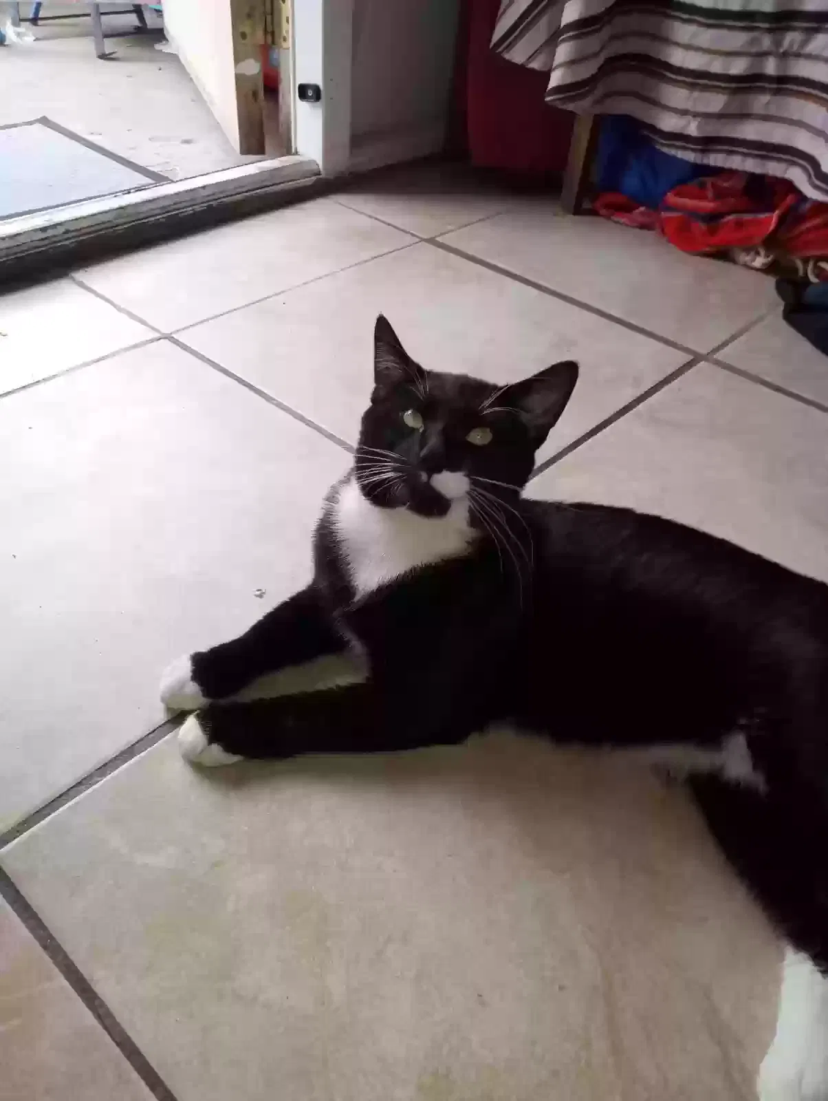 Lost cat in Bronx, NY, 10462