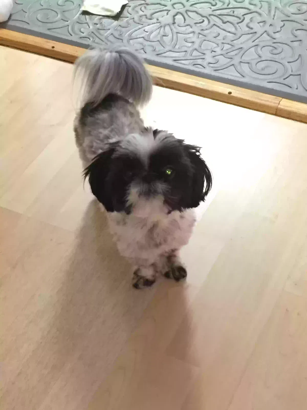 Lost dog in San Jose, CA, 95131