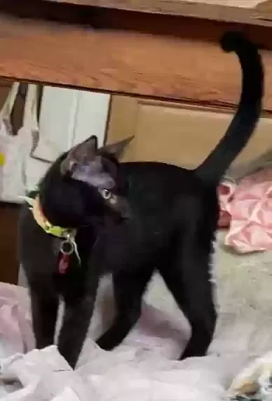 Lost cat in New Orleans, LA, 70122
