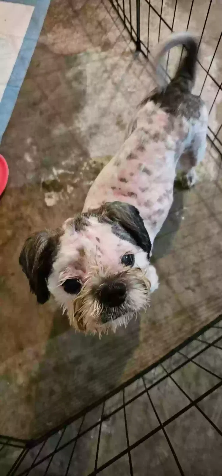 Lost dog in Kansas City, MO, 64127