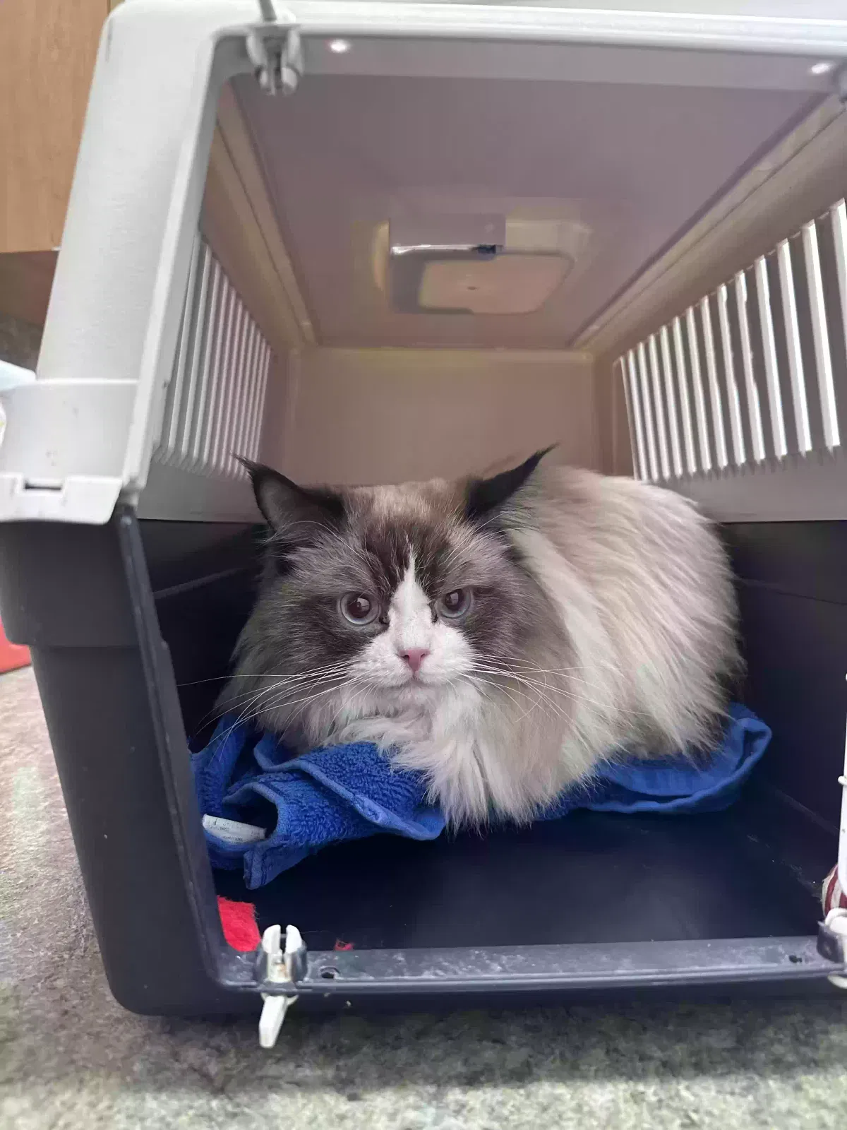 Lost cat in Miami, FL, 33178