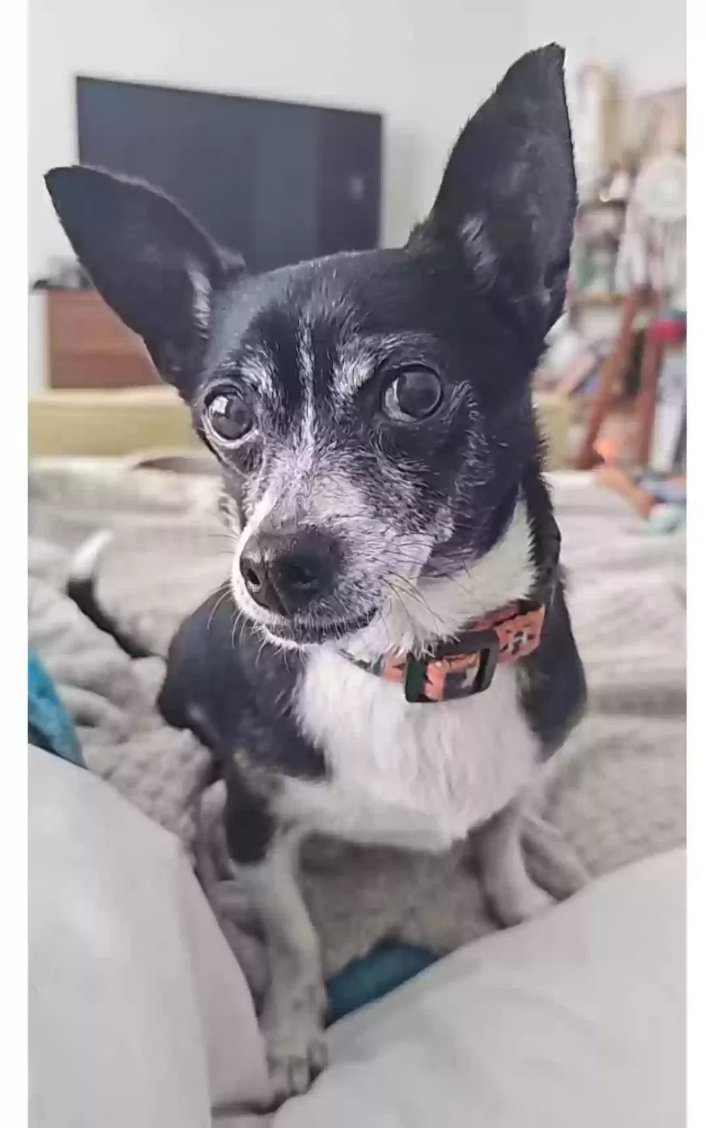 Lost dog in Richmond, TX, 77407