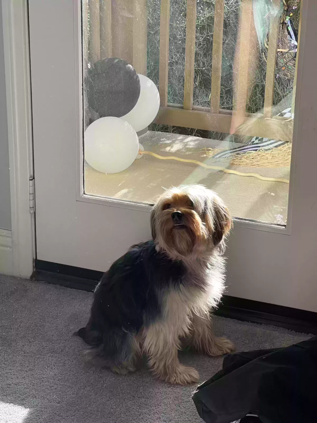 Lost dog in San Bernardino, CA, 92404