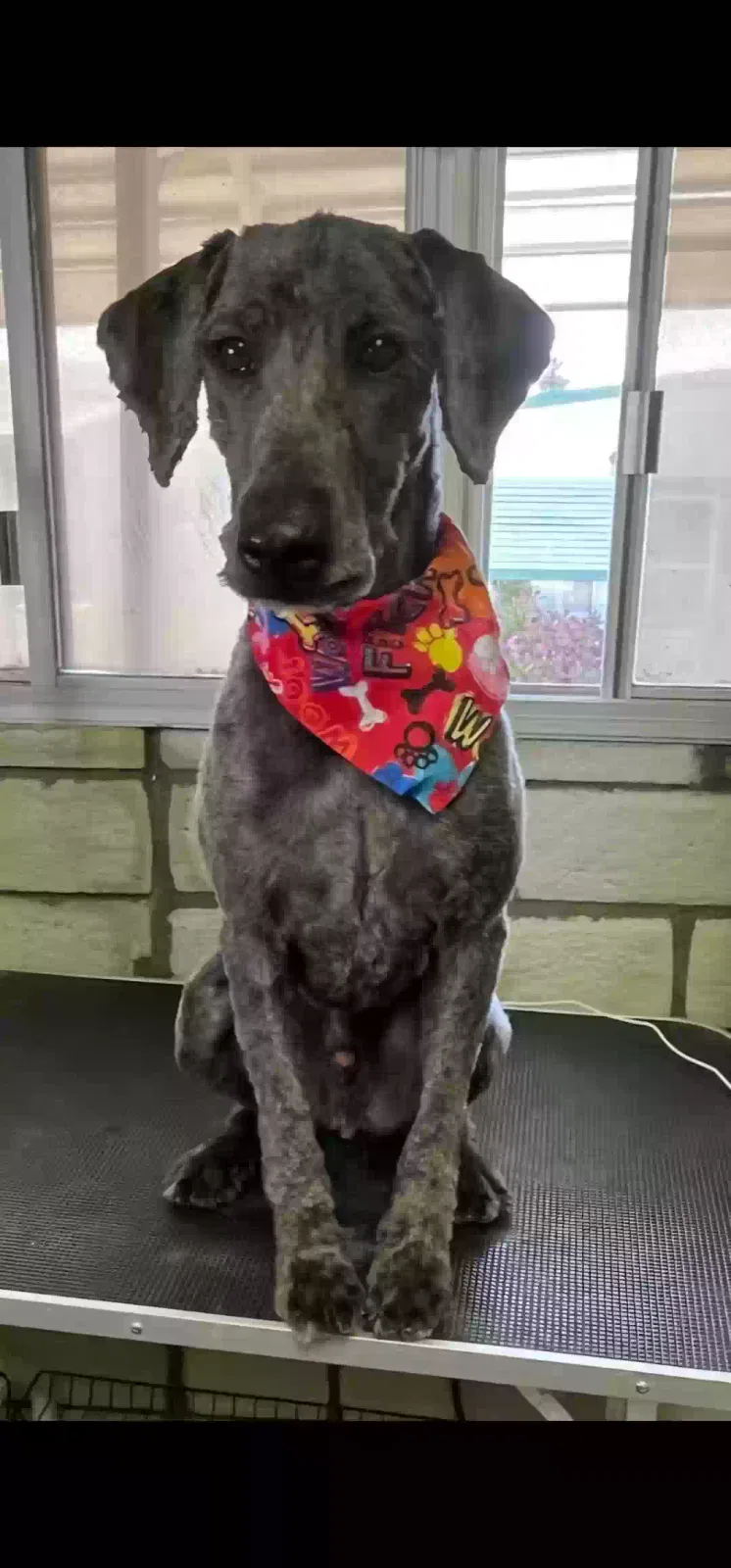 Lost dog in Hemet, CA, 92545