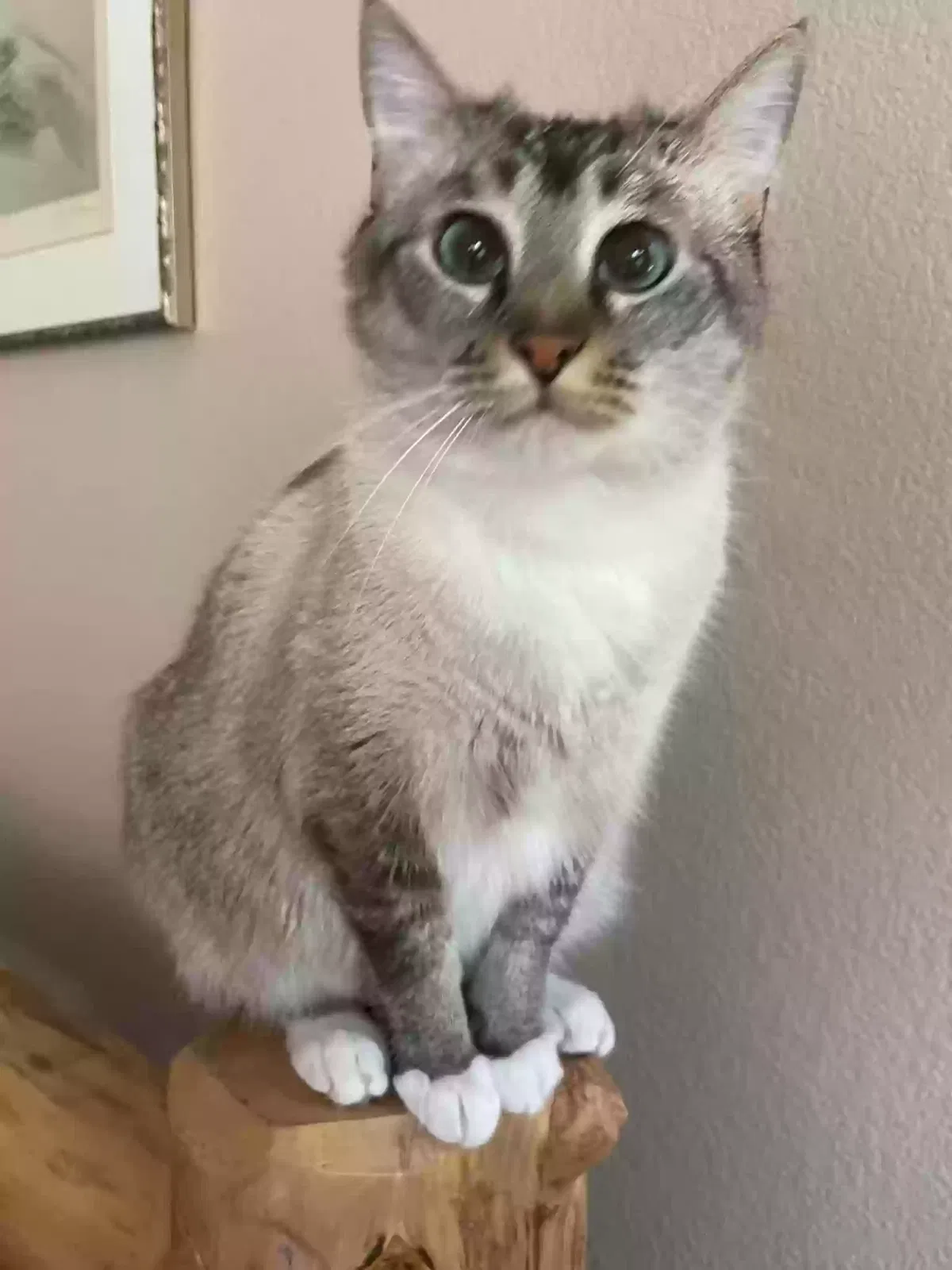 Lost cat in Flower Mound, TX, 75028