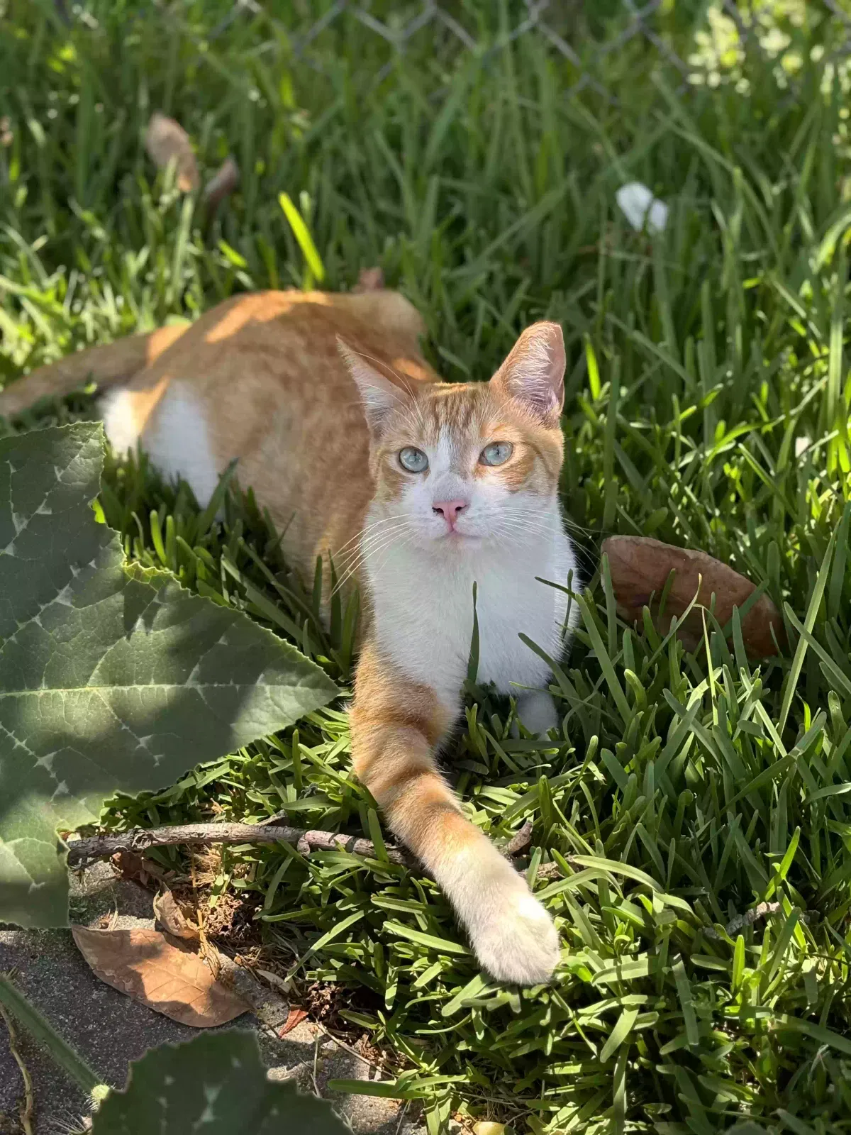 Lost cat in El Monte, CA, 91732