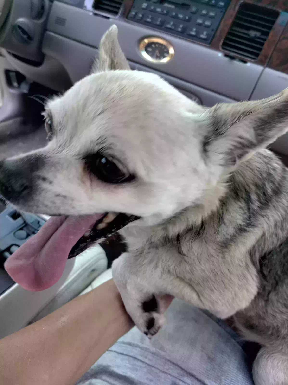 Found dog in Reedley, CA, 93654