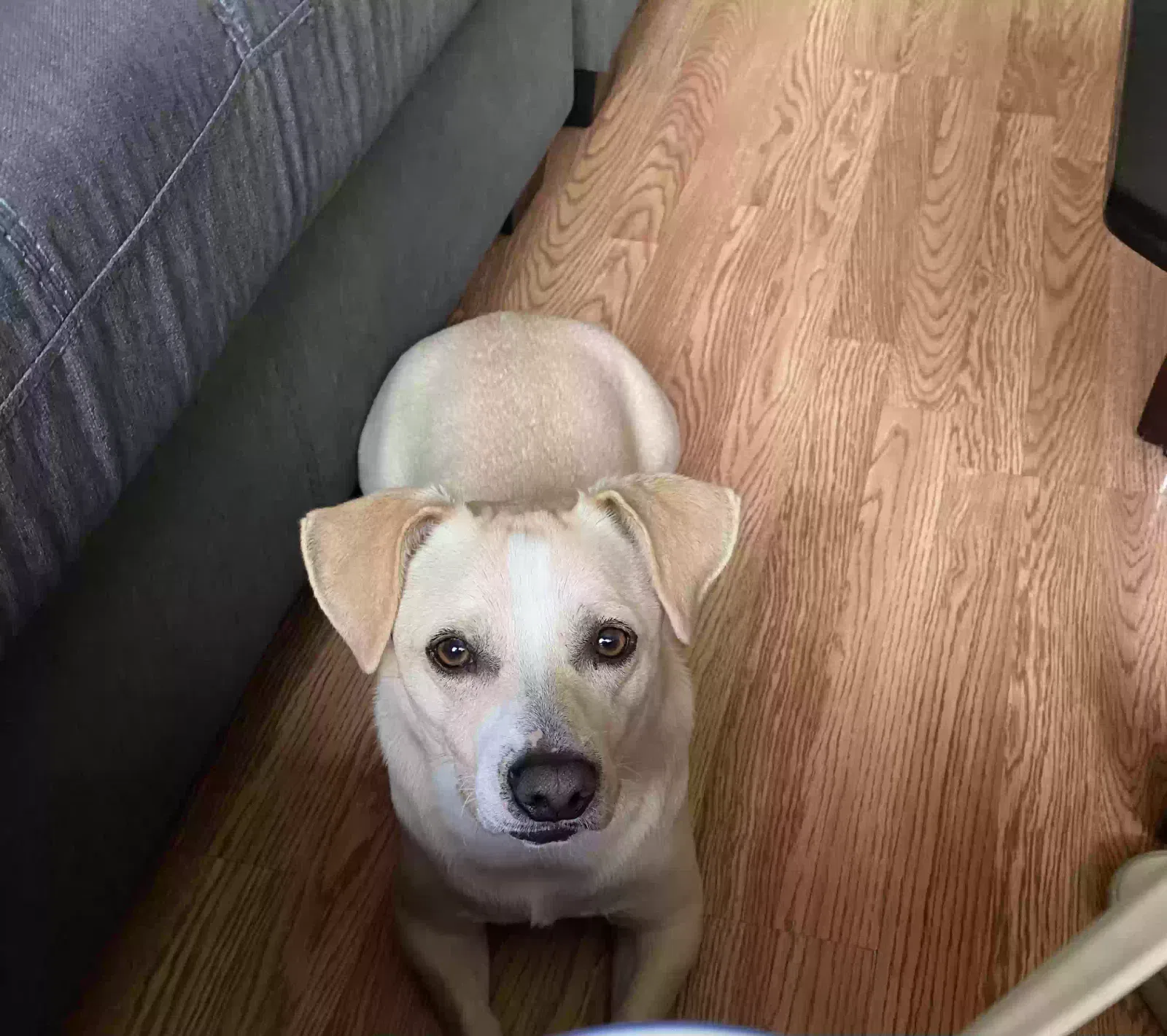 Lost dog in San Gabriel, CA, 91776