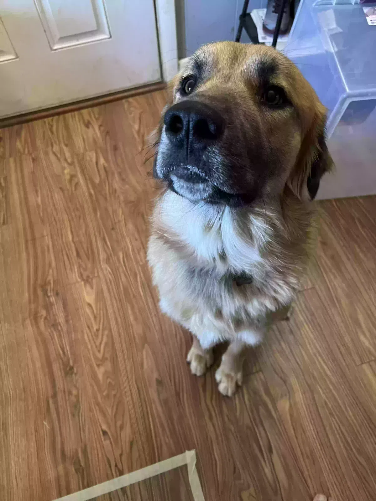 Lost dog in Greensboro, NC, 27406