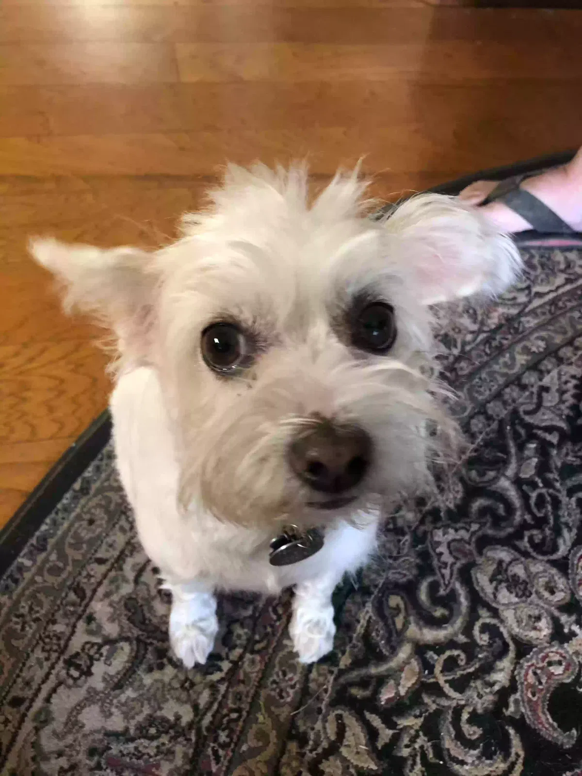 Lost dog in Orange, CA, 92865