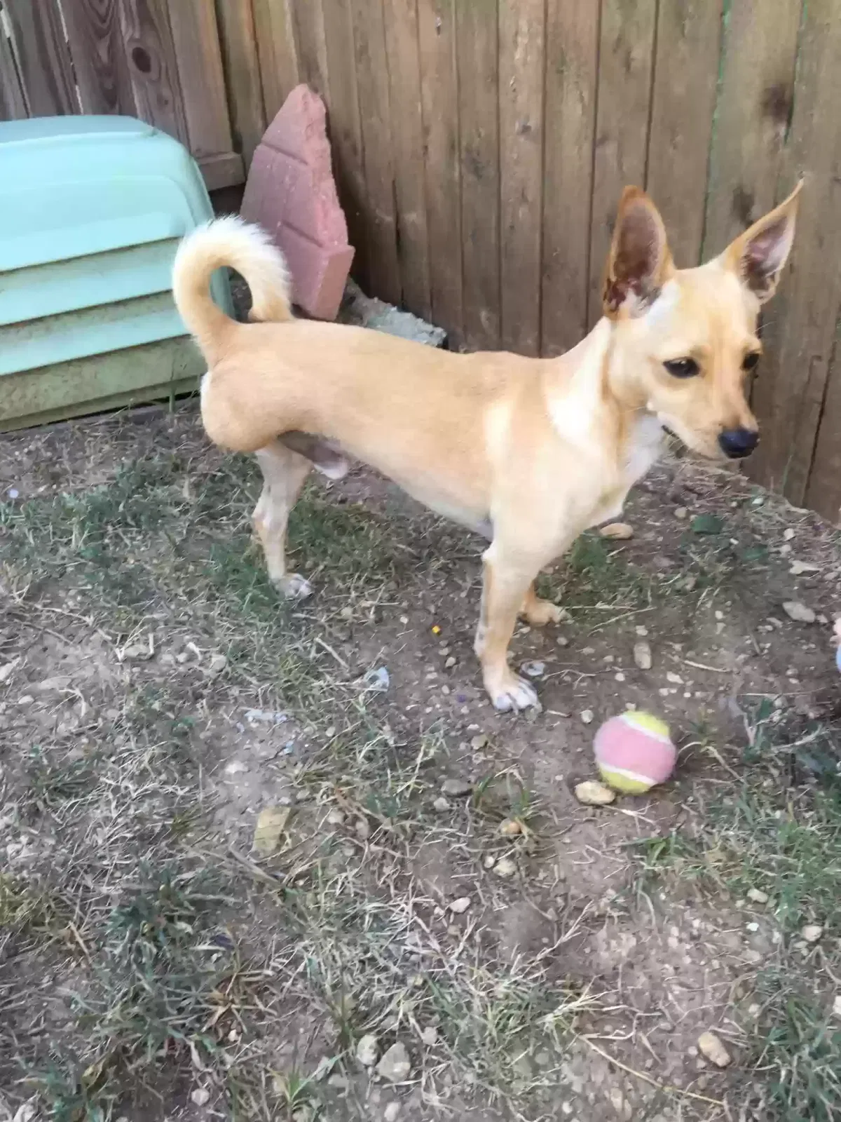 Lost dog in Fort Worth, TX, 76137