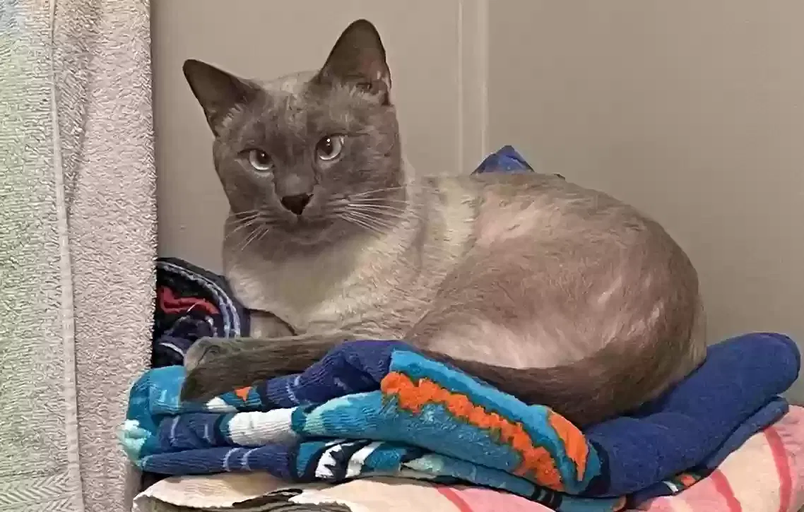 Lost cat in Oklahoma City, OK, 73110
