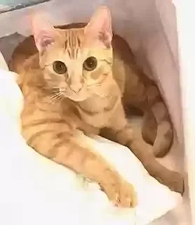 Lost cat in Lake Worth, FL, 33467