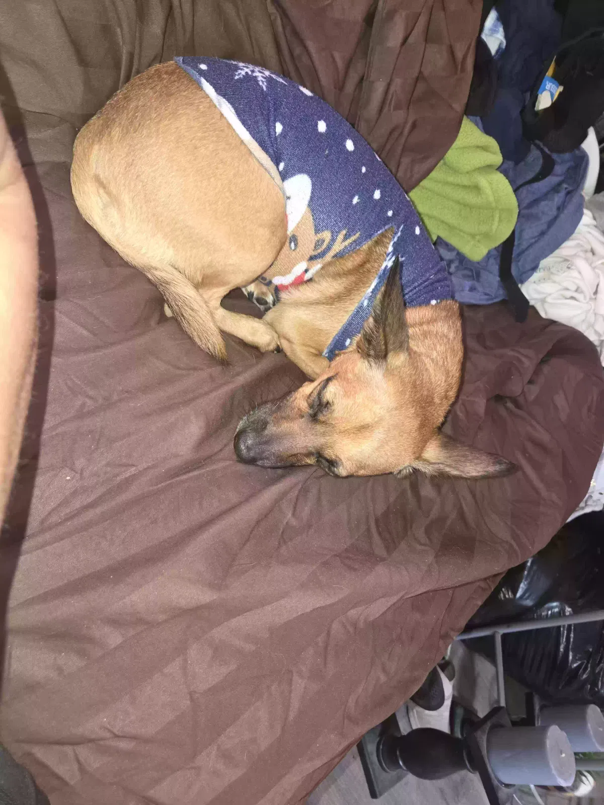 Lost dog in Los Angeles, CA, 90063