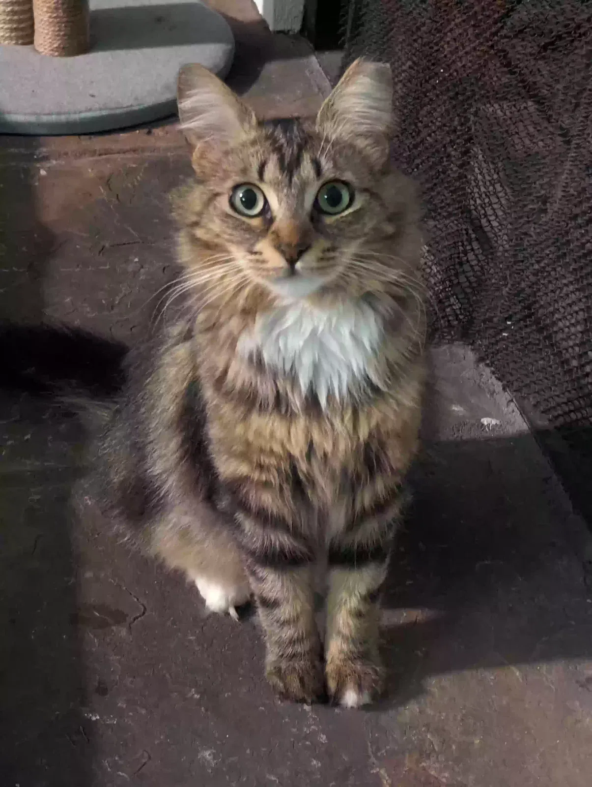 Lost cat in San Diego, CA, 92105