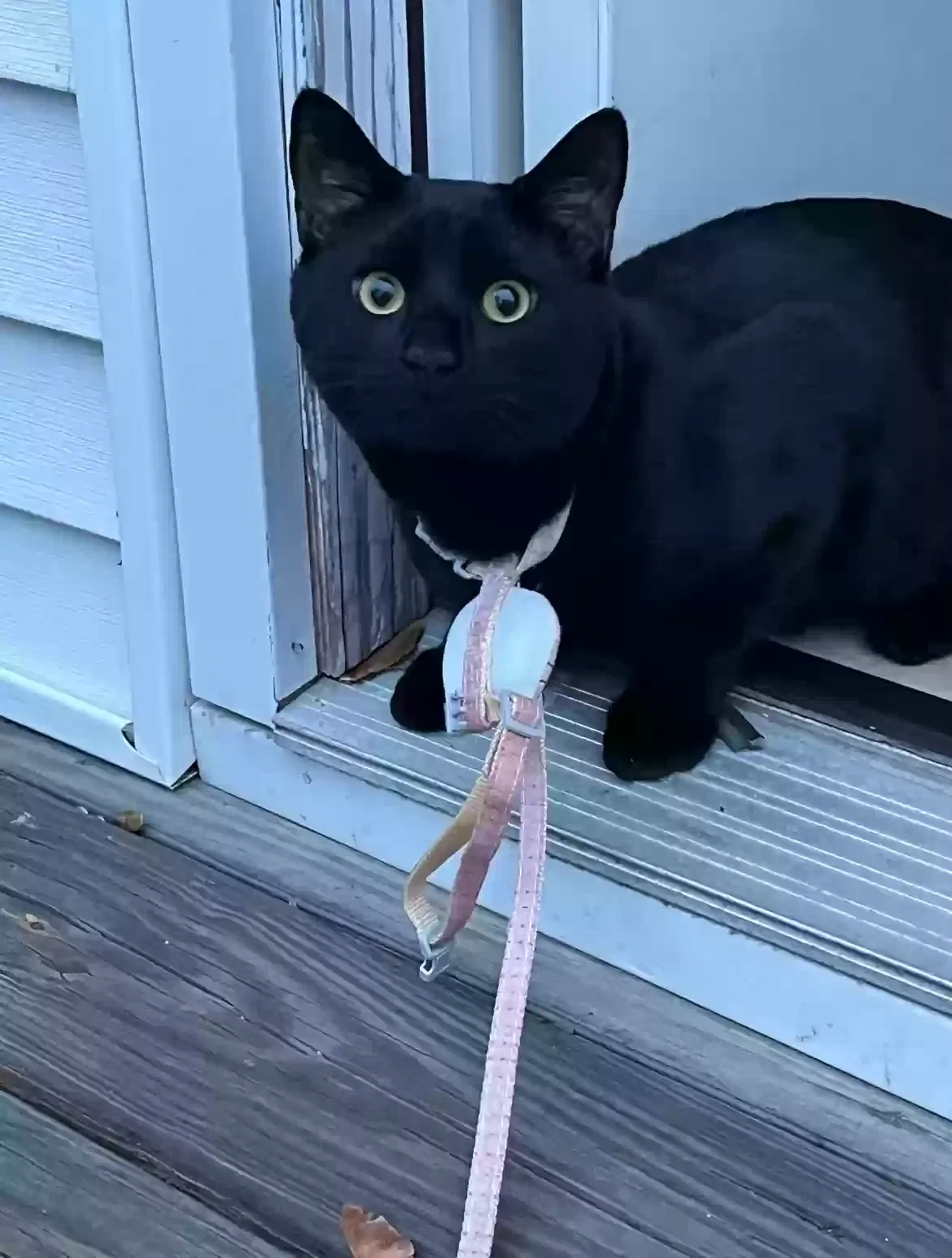 Lost cat in Worcester, MA, 1607