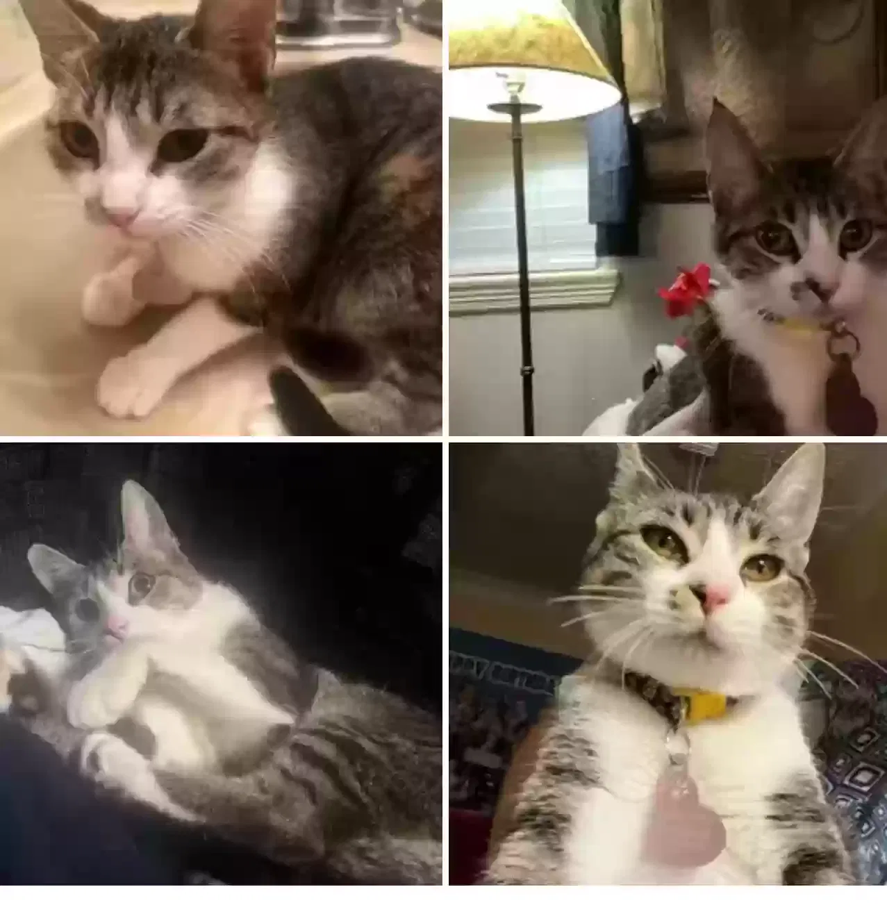 Lost cat in Houston, TX, 77035