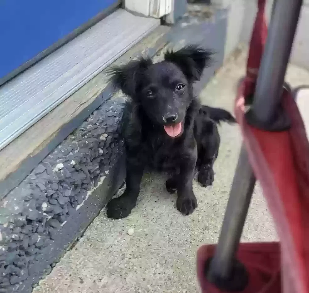 Lost dog in Fort Worth, TX, 76116