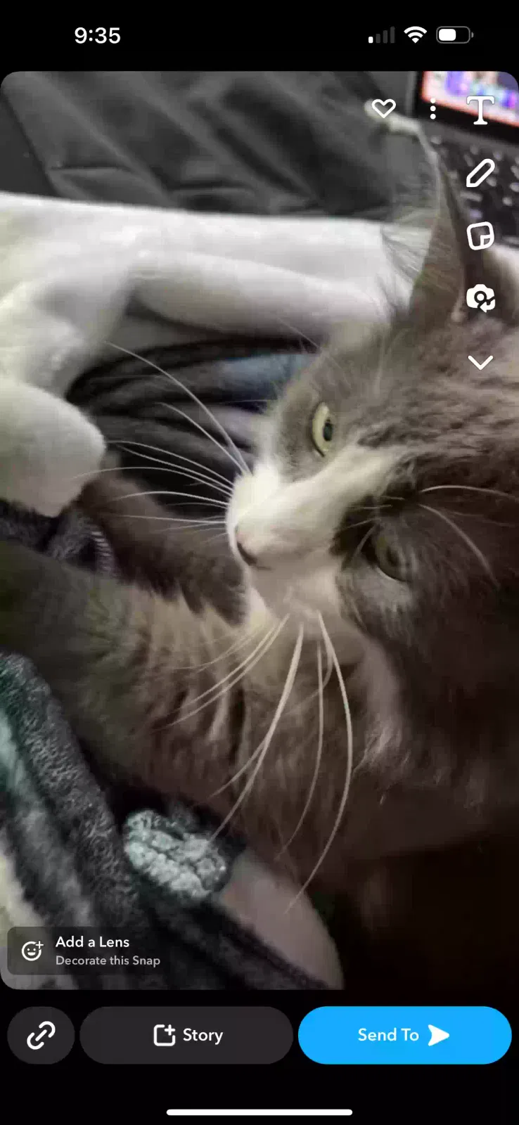 Lost cat in Spring Hill, FL, 34609