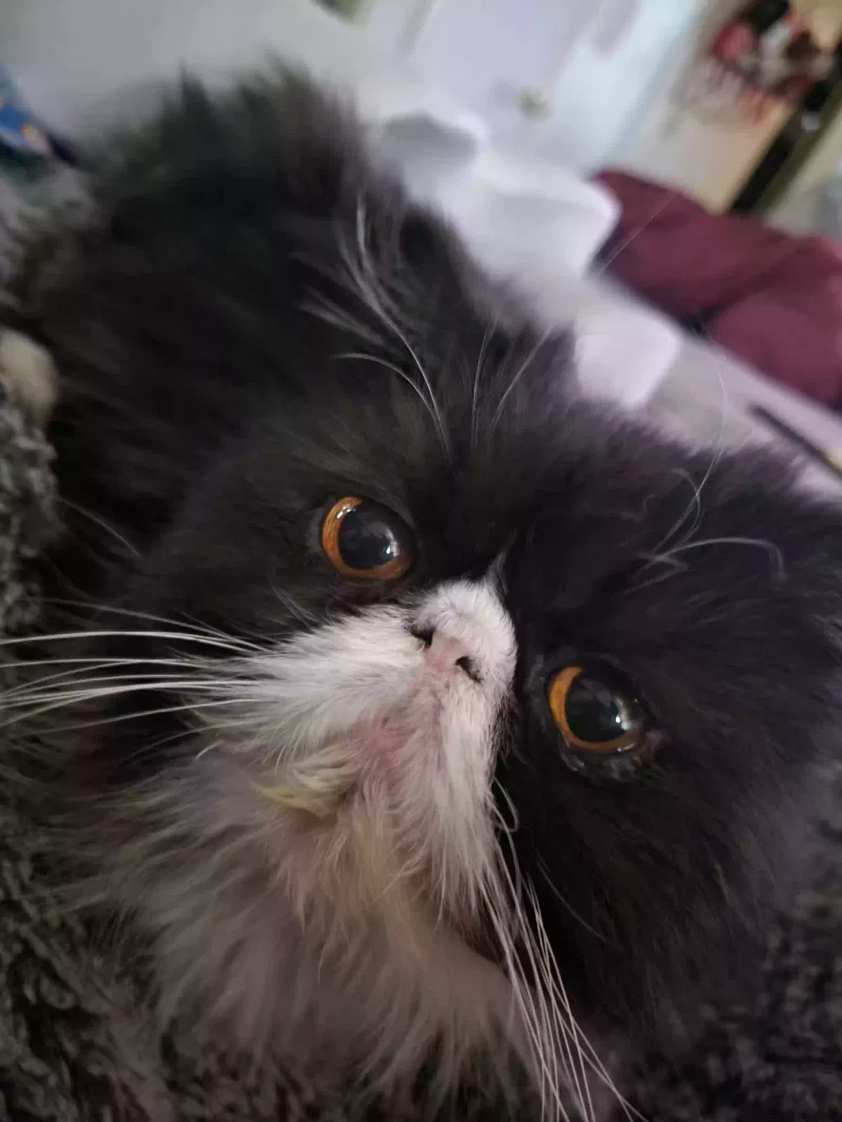 Lost cat in Roseville, CA, 95747