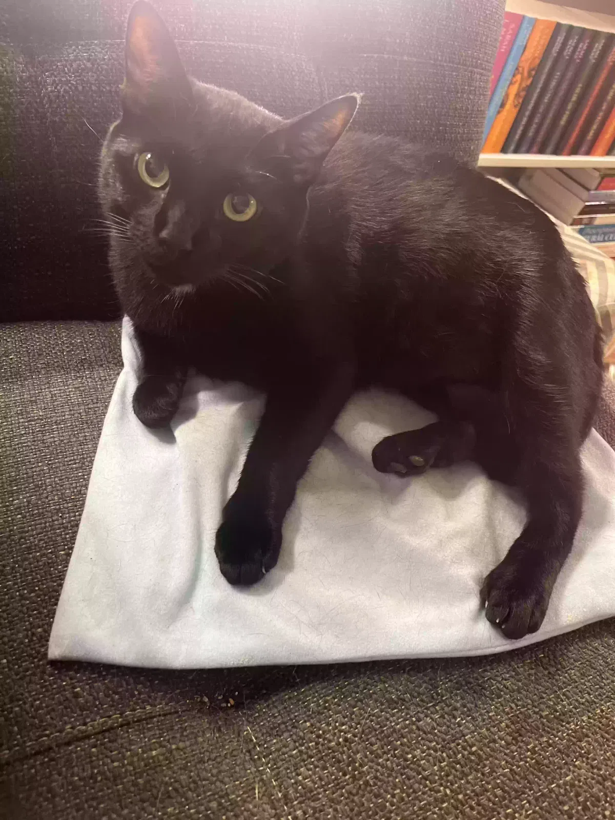 Lost cat in Charleston, SC, 29414