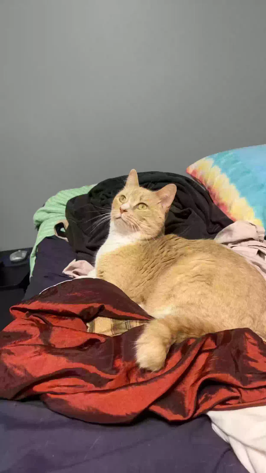 Lost cat in Montrose, MN, 55363