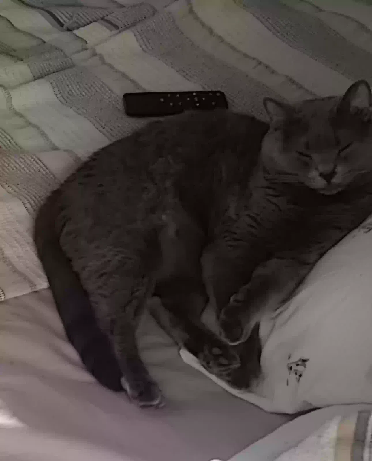 Lost cat in Albuquerque, NM, 87114
