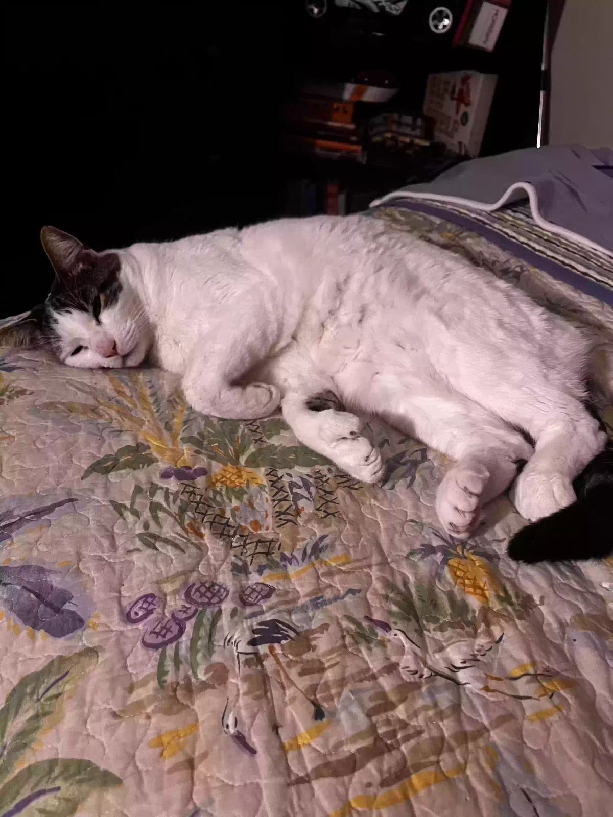Lost cat in Orange, CA, 92867