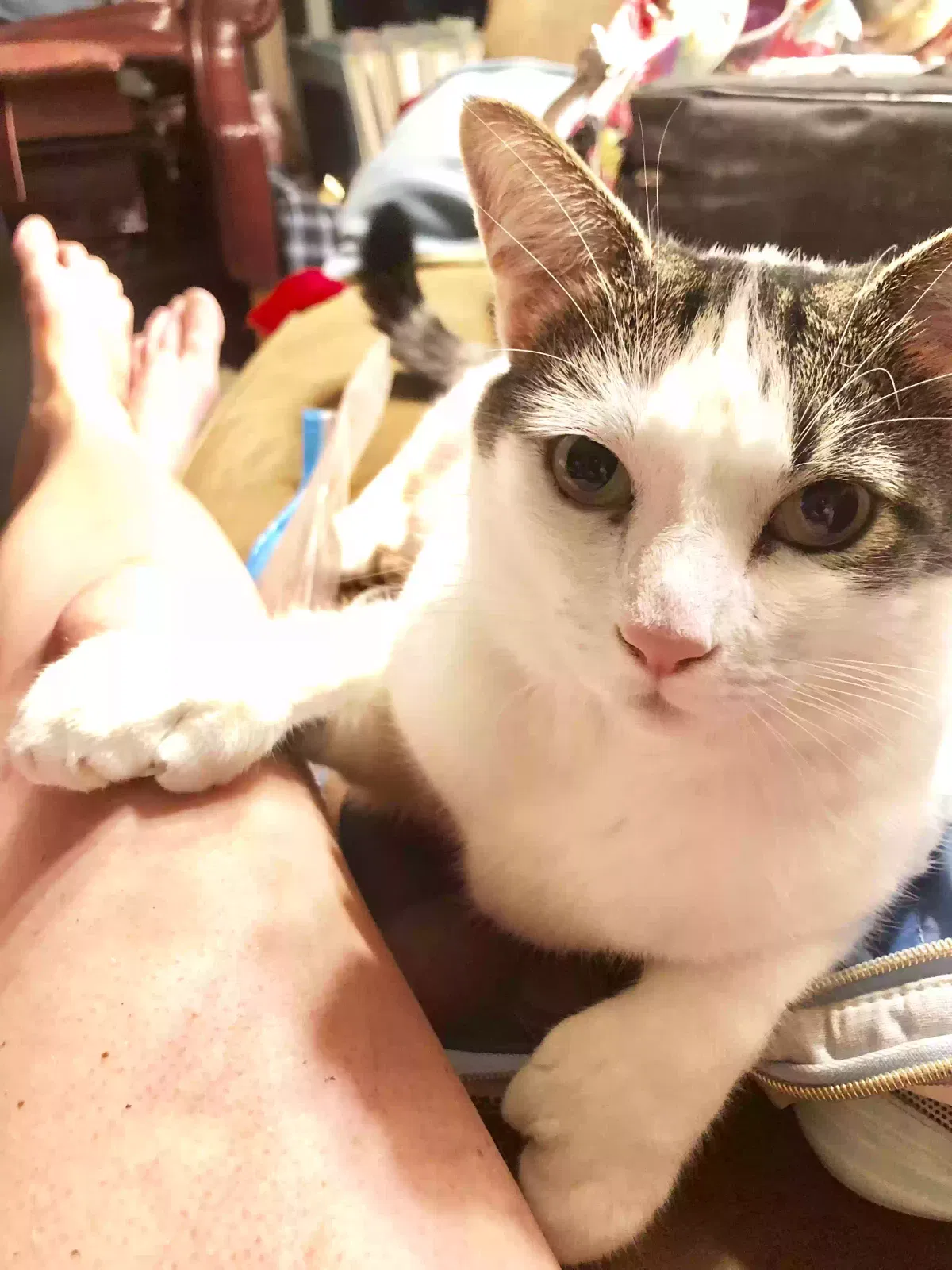 Lost cat in Orange, CA, 92867
